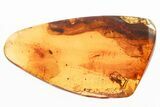 Detailed Fossil Planthopper and Spider In Baltic Amber #367336-1